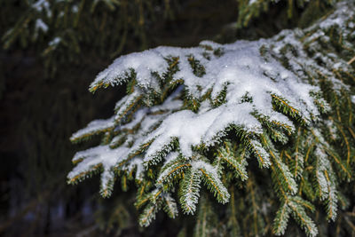 Close-up of snow covered pine tree