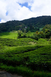 Scenic view of agricultural field against sky