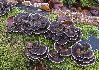 High angle view of mushrooms