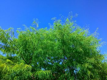 Low angle view of tree against blue sky