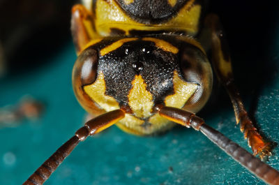 Close-up of insect