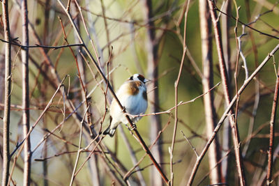 Goldfinch perching on twig