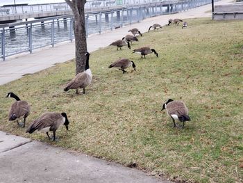 High angle view of ducks on field