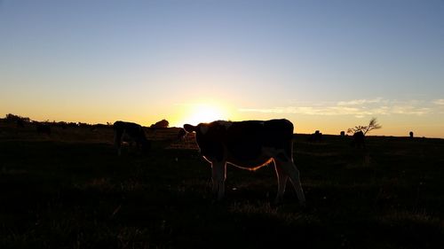 Horse grazing in field during sunset