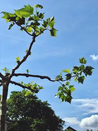 Low angle view of flowering tree against blue sky
