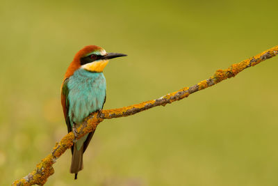 Close-up of bird perching on branch