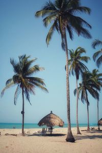 Palm trees on beach against clear sky