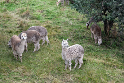 Sheep in a field