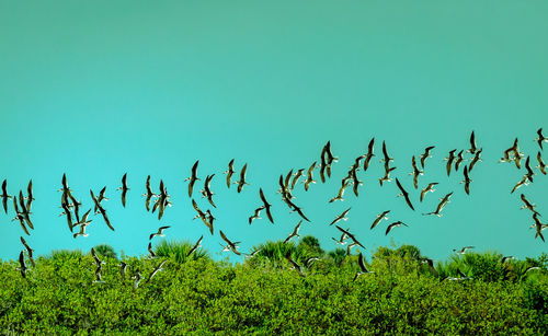 Plants growing on land against sky