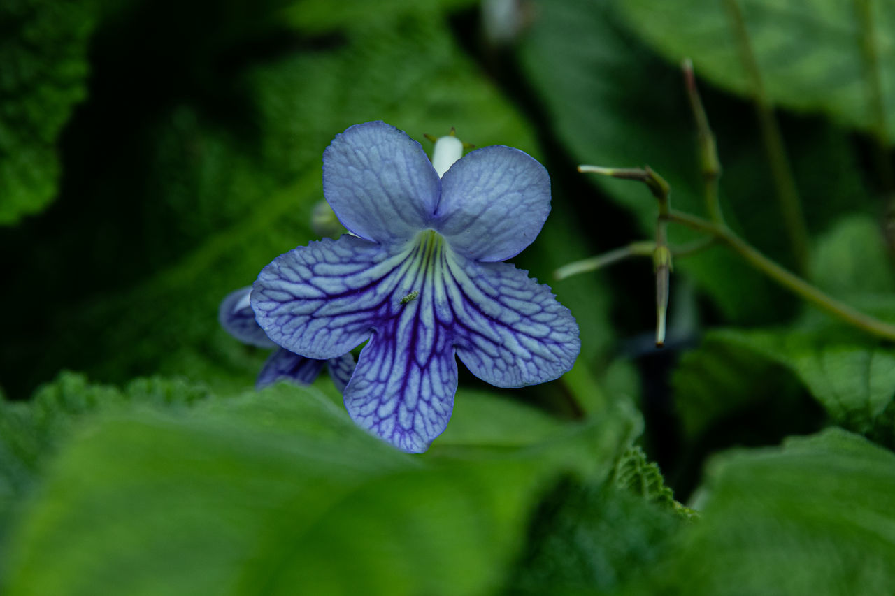 flower, plant, flowering plant, plant part, leaf, freshness, close-up, beauty in nature, nature, green, purple, growth, inflorescence, petal, fragility, flower head, no people, blue, macro photography, outdoors, selective focus, botany, springtime, day