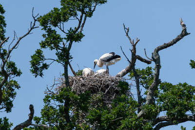 Low angle view of birds perching on tree