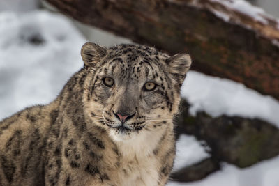 Portrait of a snow leopard