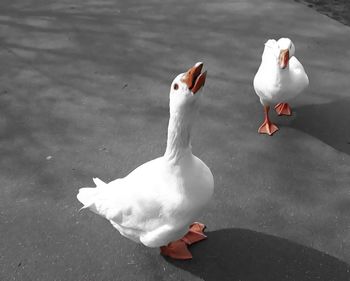 White swan swimming on lake