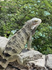 A posing iguana