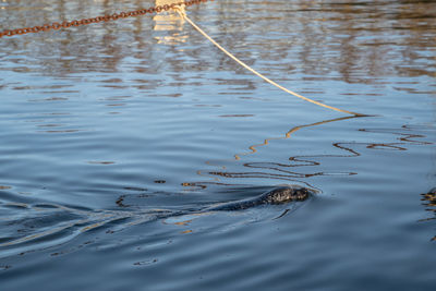 High angle view of duck swimming in lake