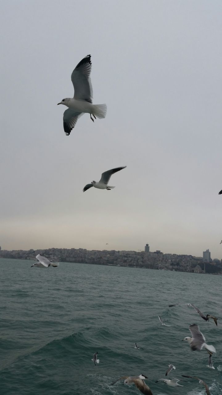 bird, animal themes, flying, animals in the wild, wildlife, water, sea, seagull, spread wings, mid-air, one animal, clear sky, sky, nature, waterfront, horizon over water, copy space, built structure, outdoors, day