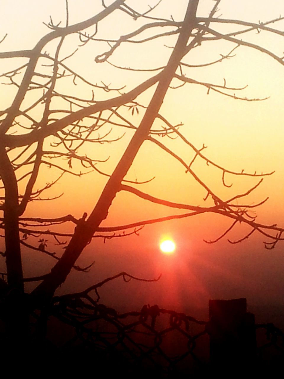 SILHOUETTE TREES AGAINST ORANGE SKY