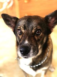 Close-up portrait of dog