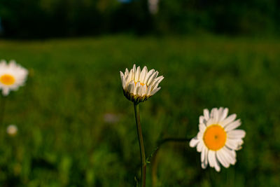 Close-up of white flower on field