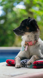 Close-up of dog sitting on table