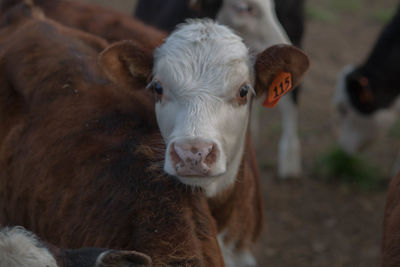 Portrait of cow