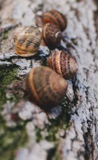 Close-up of snail