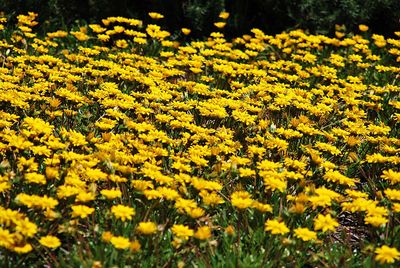 Yellow flowering plants on field