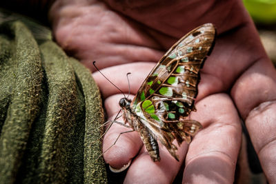 Close-up of hand holding butterfly