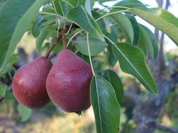 Close-up of strawberry growing on tree