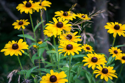 Close-up of yellow flower