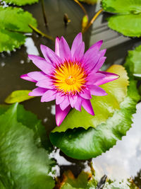 Close-up of lotus water lily in lake