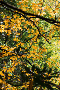 Close-up of yellow flower tree