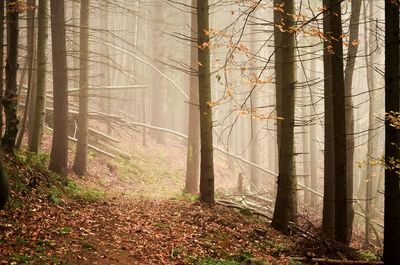 Trees in forest