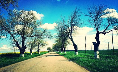 Empty road along trees