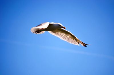 Low angle view of seagull flying