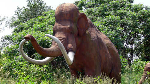 Close-up of elephant in a field