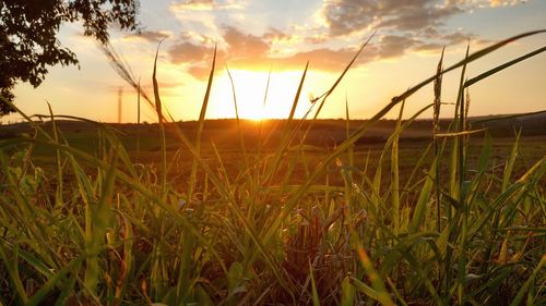 Scenic view of field against sky at sunset