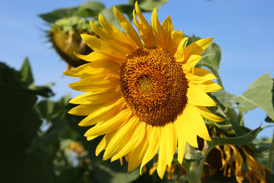 Close-up of sunflower