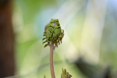 Close-up of flower bud