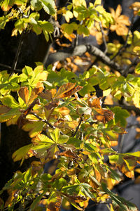 Close-up of green leaves on branch