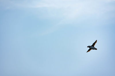 Low angle view of bird flying against sky