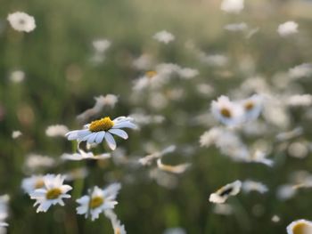 Close-up of white daisy flowers