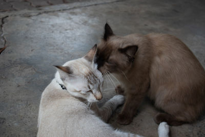 Close-up of a cats on the floor