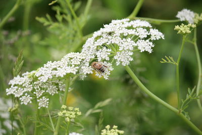 Close-up of white flowers