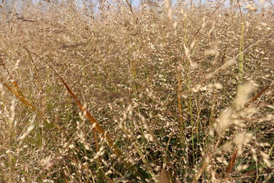 Full frame shot of plants growing on field