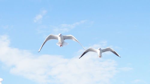 Low angle view of seagull flying in sky