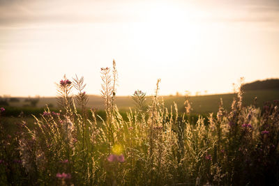 Close-up of flowering plants on field against sky