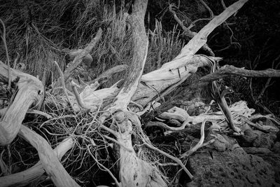 Bare trees in forest