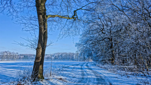 Bare trees on snow covered landscape against blue sky