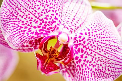 Close-up of pink flower